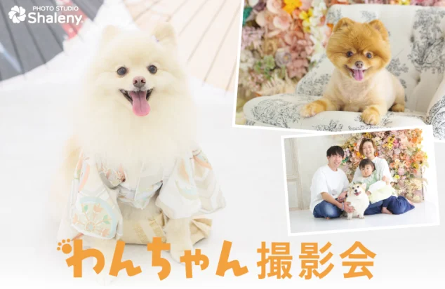 わんちゃん撮影会｜犬と撮影できるフォトスタジオ｜シャレニー